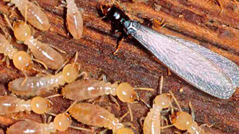 Cupim de madeira seca